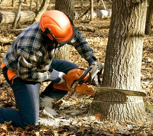 Tree Removal in Toledo, IL